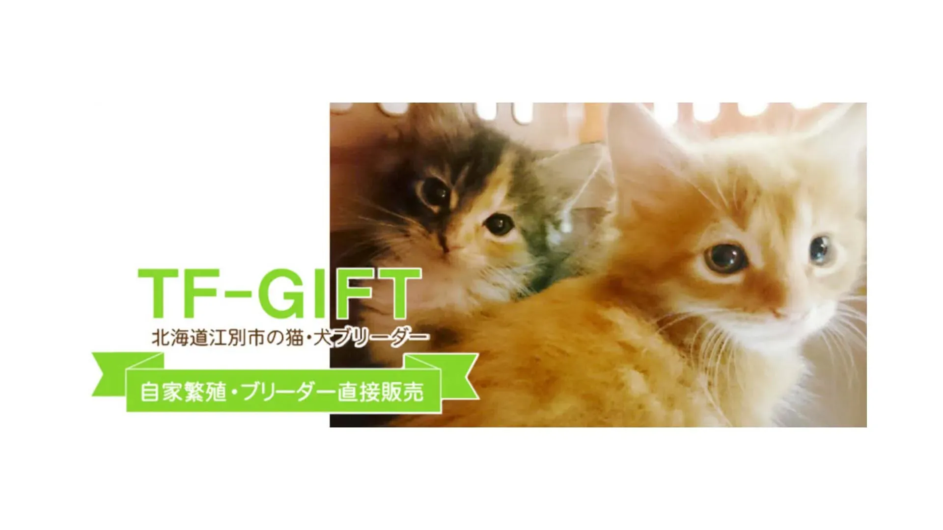 北海道 猫 ブリーダー選びで【絶対】失敗しない！信頼できる見つけ方完全版
